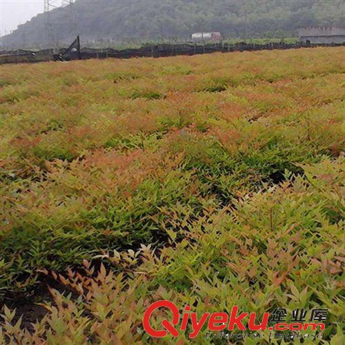 彩色綠化苗木 南天竹苗 南天竺苗 紅天竺苗原始圖片3