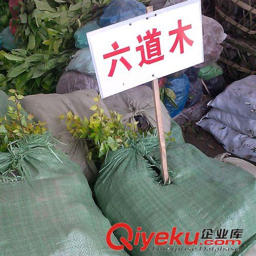 彩色綠化苗木 南天竹苗 南天竺苗 紅天竺苗