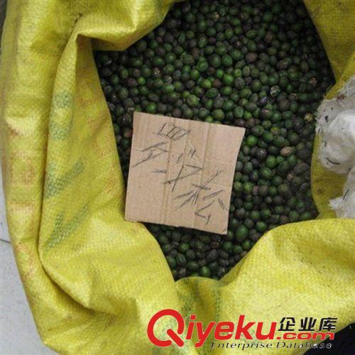 桂花種子批發(fā) 易種 花種子四季播