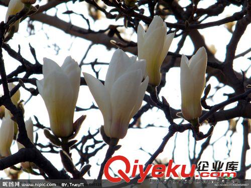 苗木種子 松樹種子 優(yōu)質(zhì)羅漢松種子 當(dāng)年新種原始圖片3