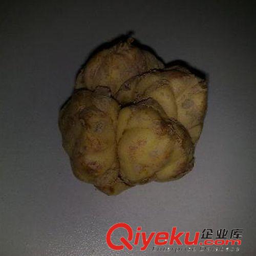 新采樸樹子 小葉樸樹種子 大葉樸樹種子 沙樸種子