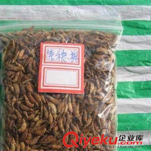 蔬菜種子 紅葉甜菜 厚皮菜 紫菠菜 種子