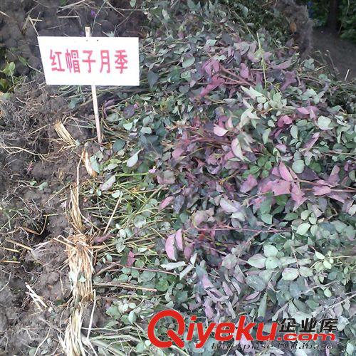 【珂宇】批發(fā)紅帽子月季花 藤本植物 庭院植物 多色可選 量大優(yōu)惠