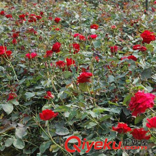 【珂宇】批發(fā)紅帽子月季花 藤本植物 庭院植物 多色可選 量大優(yōu)惠