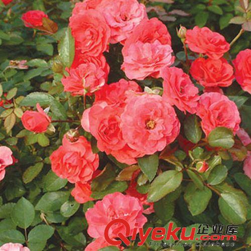 【珂宇】批發(fā)紅帽子月季花 藤本植物 庭院植物 多色可選 量大優(yōu)惠