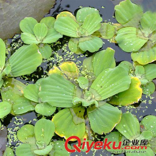 【珂宇】供應(yīng)大薸水生植物 綠色植物 凈化水質(zhì) 量大優(yōu)惠