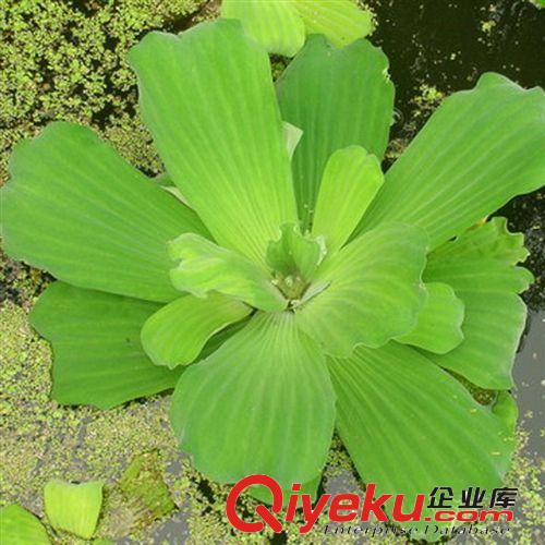 【珂宇】供應(yīng)大薸水生植物 綠色植物 凈化水質(zhì) 量大優(yōu)惠原始圖片2