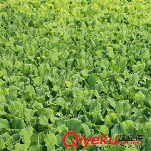 【珂宇】供應(yīng)大薸水生植物 綠色植物 凈化水質(zhì) 量大優(yōu)惠原始圖片3