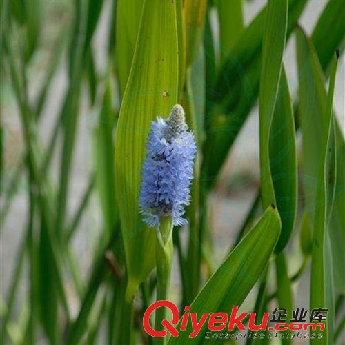 【珂宇】供應(yīng)水生植物梭魚草 凈化水質(zhì) 凈化空氣污染 量大優(yōu)惠