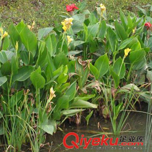 【珂宇】基地供應水生植物水生美人蕉 凈化水質 綠化 價格低廉原始圖片3