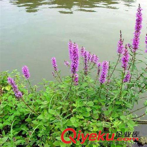 【珂宇】基地供應水生植物千屈菜 凈化水質 綠化 量大優惠