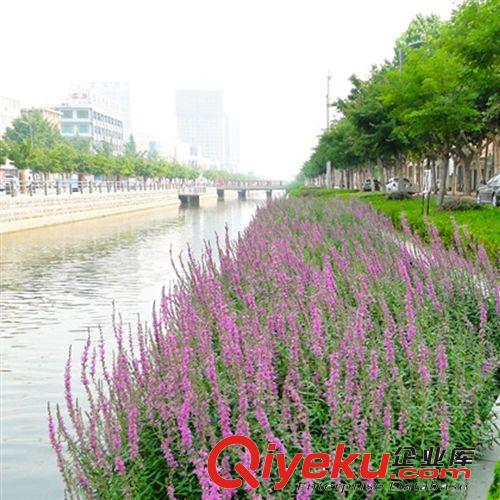 【珂宇】基地供應水生植物千屈菜 凈化水質 綠化 量大優惠