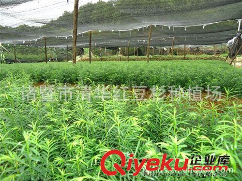 種植場(chǎng){zd1}價(jià)供應(yīng)紅豆杉小苗，10-15CM南方紅豆杉