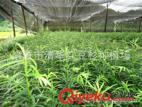 tj供應南方紅豆杉小苗一年生15-20公分