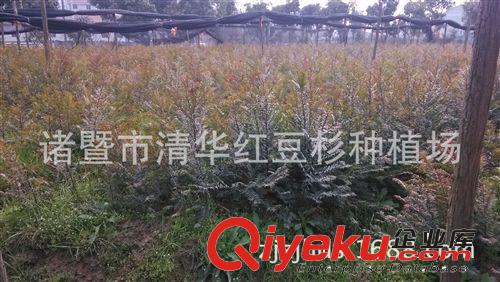 野生南方紅豆杉種子繁育樹苗，2年苗，移栽苗，40-80公分統(tǒng)苗原始圖片3