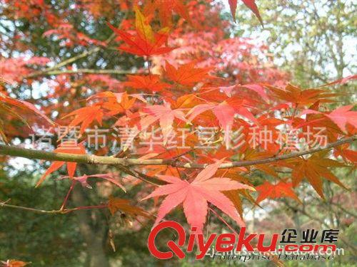 批發(fā)供應(yīng)特大果紅花油茶1~2年生