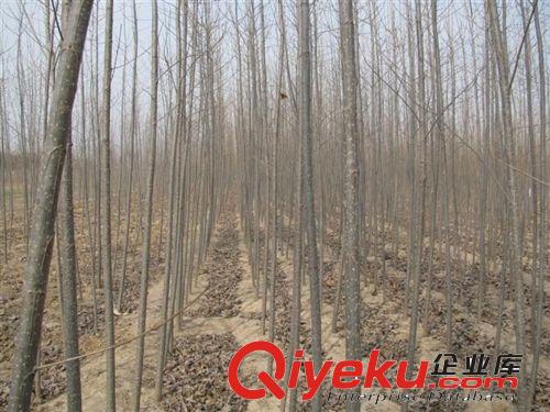 紅章苗木基地大量批發(fā)供應(yīng)優(yōu)質(zhì)低價(jià)楊樹(shù)苗（意楊樹(shù)苗）原始圖片2