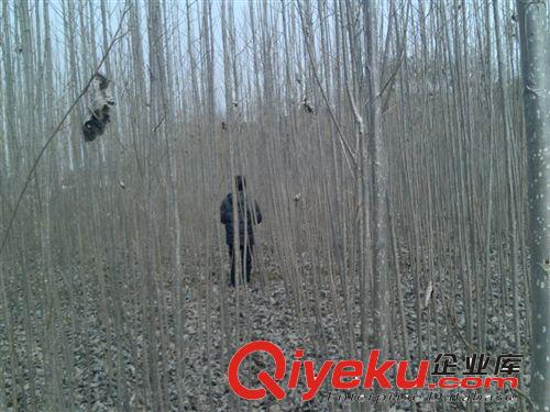 紅章苗木基地大量批發(fā)供應(yīng)優(yōu)質(zhì)低價(jià)楊樹(shù)苗（意楊樹(shù)苗）原始圖片3