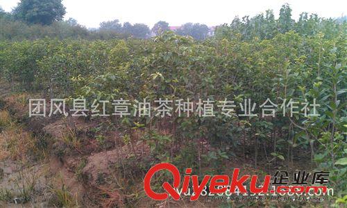 低價(jià)銷(xiāo)售1-3年生扦插桂花苗 金桂 銀桂 丹桂原始圖片2