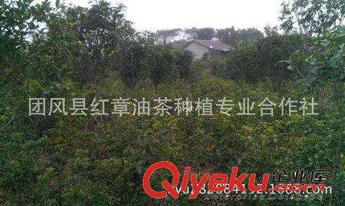 低價(jià)銷(xiāo)售1-3年生扦插桂花苗 金桂 銀桂 丹桂原始圖片3