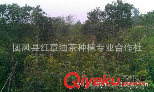 （熱賣(mài)）大量?jī)?yōu)質(zhì)低價(jià)1.5米高扦插桂花苗 丹桂廟 紫薇苗紅葉石楠