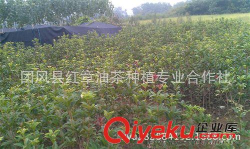 大甩賣優質低價1-2米高八月桂花樹苗及丹桂苗原始圖片2