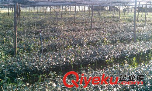 紅章油茶種植合作社供應批發優質兩年生（低價）嫁接油茶苗原始圖片2