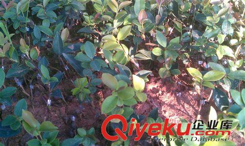 紅章油茶種植合作社供應批發優質兩年生（低價）嫁接油茶苗原始圖片3
