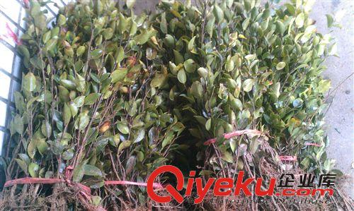 紅章油茶批發(fā)供應優(yōu)質(zhì)兩年生（低價）嫁接油茶苗原始圖片2