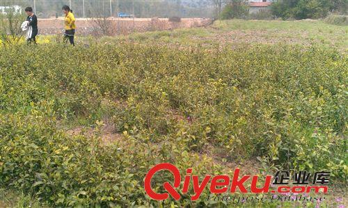 紅章油茶批發(fā)供應優(yōu)質(zhì)兩年生（低價）嫁接油茶苗原始圖片3