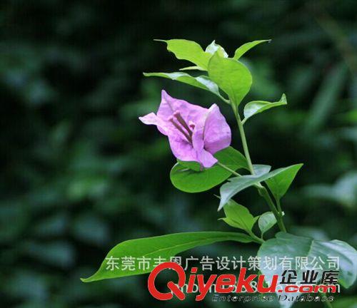 影視廣告創意 影視廣告拍攝 影視廣告剪輯制作公司