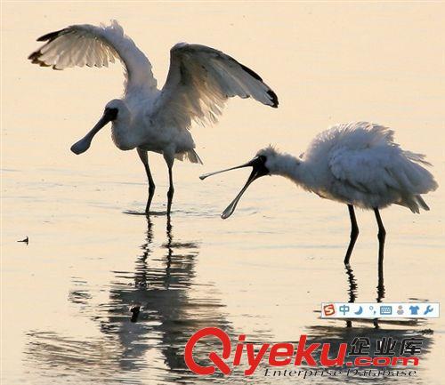 仿真玻璃鋼動物黑臉琵鷺   玻璃鋼假山 假石頭 仿真假山 仿真樹原始圖片2