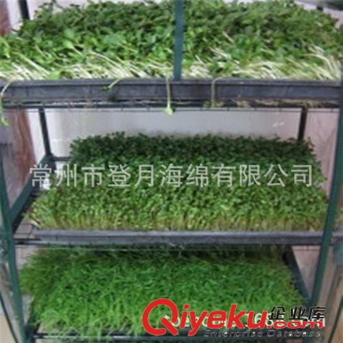 常州登月海綿供應(yīng)育苗海綿 定植海綿原始圖片2