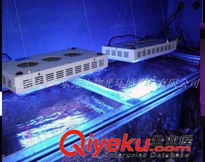 北京廠家熱銷珊瑚培養水底景觀燈防水防潮//北大專屬/質量有保障