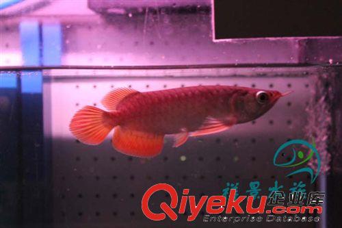 『景祥水族』新加坡辣椒紅龍 仟湖紅龍 {jp}紅龍