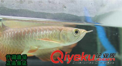 『祥景水族』新加坡高品質 高背金龍魚 仟湖龍魚原始圖片3