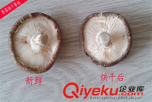 歐易隆香菇烘干菌類干燥設(shè)備原始圖片2