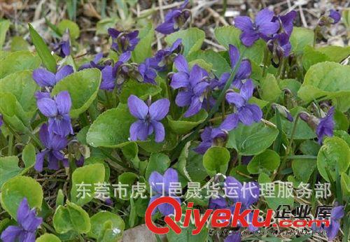 中藥材大陸至臺灣海運、空運ytl服務(wù)，散貨拼柜原始圖片2