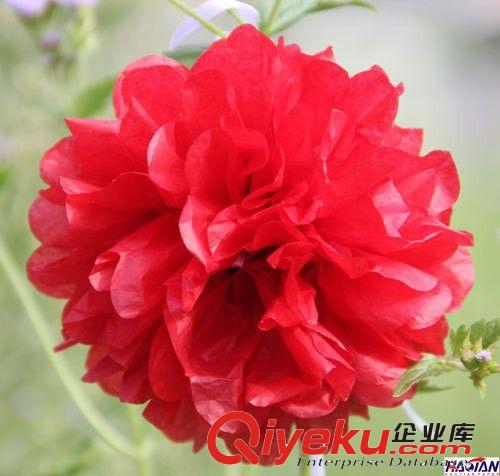 歐美流行婚慶裝飾 圣誕節(jié)生日派對(duì) 工藝紙花 紙花球【tj】