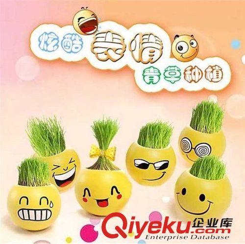 炫酷表情草頭娃娃 迷你植物 小盆栽 種小草 多款選款