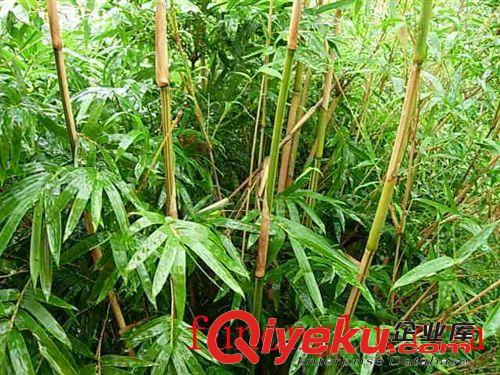 安吉園藝tg 苗農(nóng)直銷 琴絲竹苗木tj 花木園林