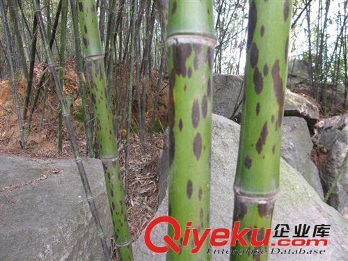 安吉園藝tg 苗農(nóng)直銷(xiāo) 斑竹。湘妃竹苗木tj，歡迎前來(lái)選購(gòu)