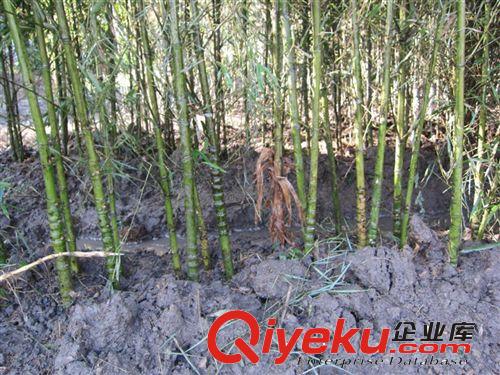 安吉園藝特供 苗農(nóng)直銷 羅漢竹苗木特價(jià)，歡迎前來選購原始圖片2