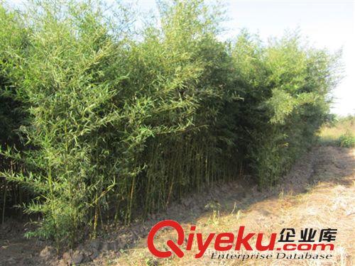 安吉園藝特供 苗農(nóng)直銷 羅漢竹苗木特價(jià)，歡迎前來選購原始圖片3
