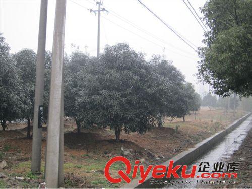 自產自銷  各類大小桂花，金桂，銀桂，四季桂！原始圖片2