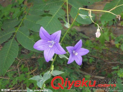 安吉園藝特供 苗農直銷 桔梗苗木特價，歡迎前來選購原始圖片3