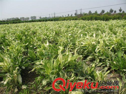 安吉園藝特供 苗農(nóng)直銷 花葉玉簪苗木特價，歡迎前來選購原始圖片2