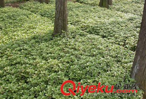安吉園藝tg 苗農直銷 富貴草苗木tj，歡迎前來選購