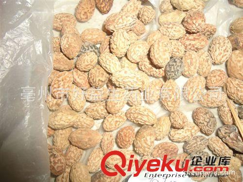 批發(fā)供應(yīng)金剛菩提子，鬼臉，長金剛，緬茄，咖喱子，無患子原始圖片3