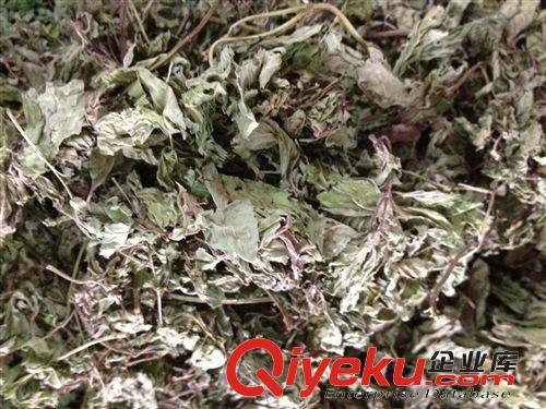 供應優質薄荷,花茶級薄荷葉原始圖片3